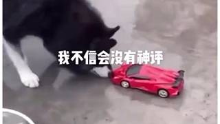 狗