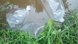 農(nóng)村山塘養(yǎng)魚日記，土鯪魚苗你見過嗎？魚苗個頭有點小 318624.集夢江西會長去哪里了