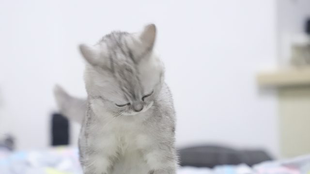 嘴臭主播在线巅峰一个小时的胡列娜  好兄弟我说到做到