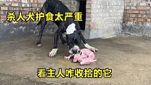 殺人犬因?yàn)橐恢浑u想攻擊主人，被主人猛烈收拾一通，氣場(chǎng)瞬間下降
