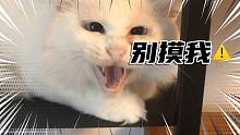 這么兇悍的貓，你敢抱嗎？