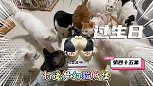 35只貓陪我過(guò)生日