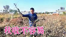 秋收本該是喜悅的，養(yǎng)牛夫妻卻高興不起來，第一次做農(nóng)民太慢了