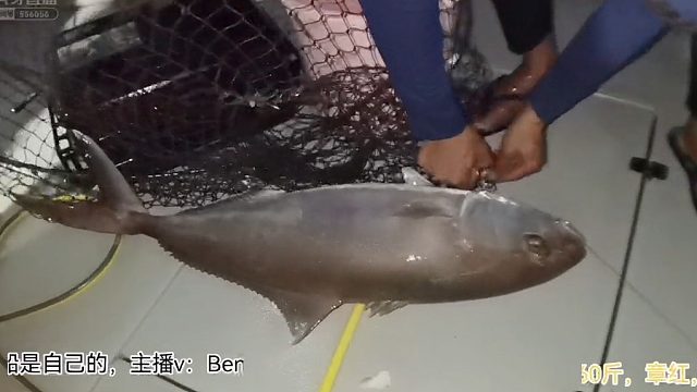 海南神秘钓点，小金枪换大章红，赚翻了