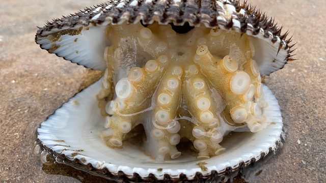 大海退潮后，二强在沙滩上捡到搁浅的迷你八爪鱼，还收获了猫眼螺