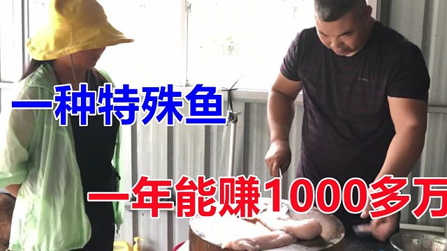一种特殊鱼，年入1000多万，很多人不懂做法，老板亲自下厨教学！