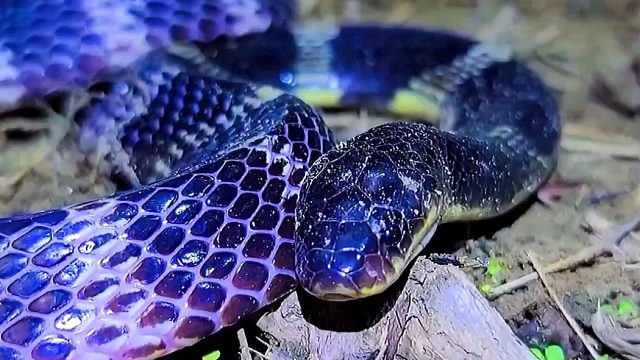 （亚洲一哥）银环蛇。下集