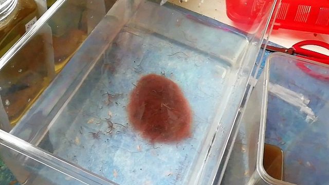 恶臭！红线虫水蚯蚓开箱！