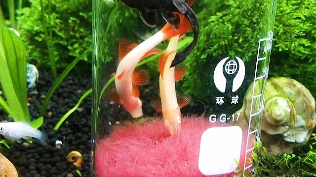 据说孔雀鱼吃了它一胎生八十多条，热带鱼 锦鲤的最爱红线虫