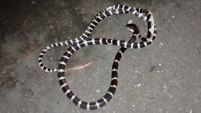 银环蛇吃银环蛇，冷血动物果然是冷血的