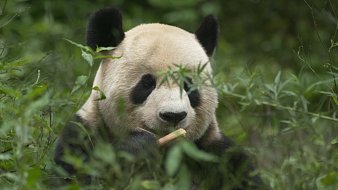 我是一顆小虎牙1154虎牙文化直播_我是一顆小虎牙1154視頻直播 - 虎牙直播