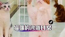 小貓咪的快樂你體會(huì)到了嗎？