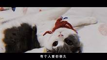 愛貓咪沒道理