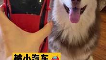 長這么大個(gè)子 一點(diǎn)用都沒有連玩具都怕#抖音動(dòng)物圖鑒 #阿拉斯加