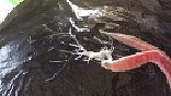 【重口注意】黏糊糊的蟲子吐出自己的腸子又吸進(jìn)去