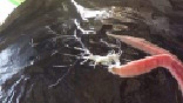【重口注意】黏糊糊的蟲子吐出自己的腸子又吸進去