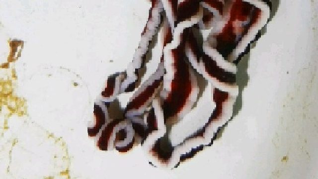 海边采集到的纽虫，估计展开能有2米多长！