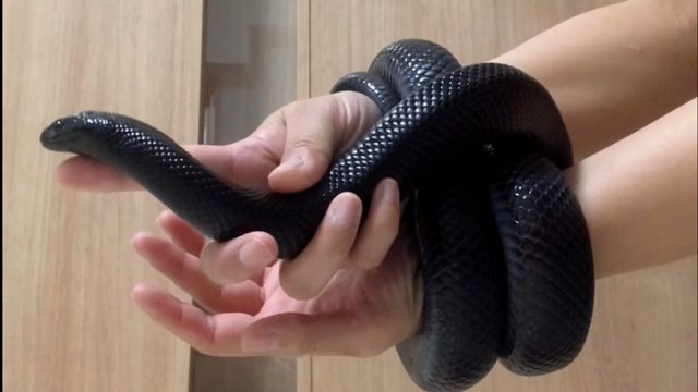 黑王的报复就是把主人的手绑住