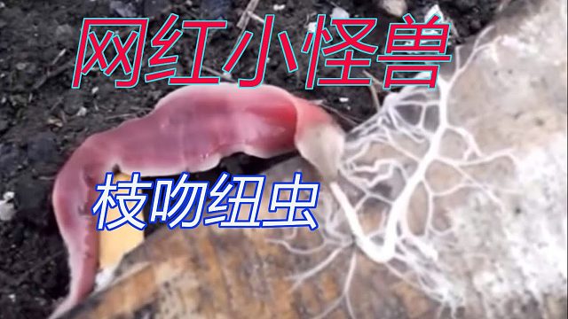 【蘭熊的科普時間】枝吻紐蟲：改名換姓的網(wǎng)紅小怪獸！