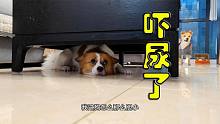 膽小的狗狗有多慫？抱一下它都能嚇尿，身體哆嗦的像篩糠子，搞笑