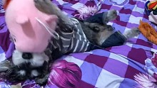 小奶狗