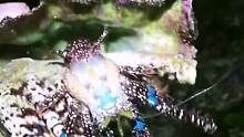 海螺里遇到一只大蜘蛛，太吓人了