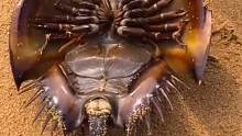 赶海发现一只活的大甲壳虫，像盗墓笔记中的shi鳖