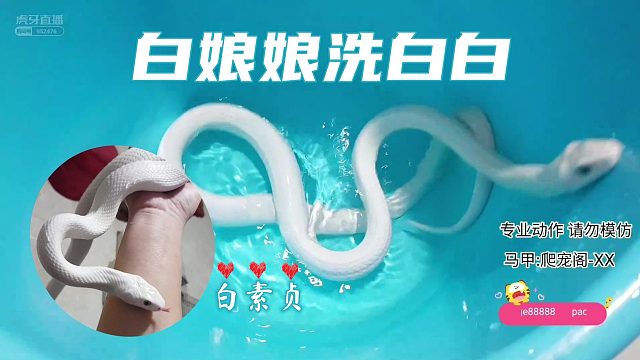 给白娘娘洗澡澡【爬宠阁】