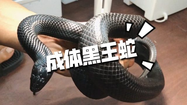 成体黑王蛇展示