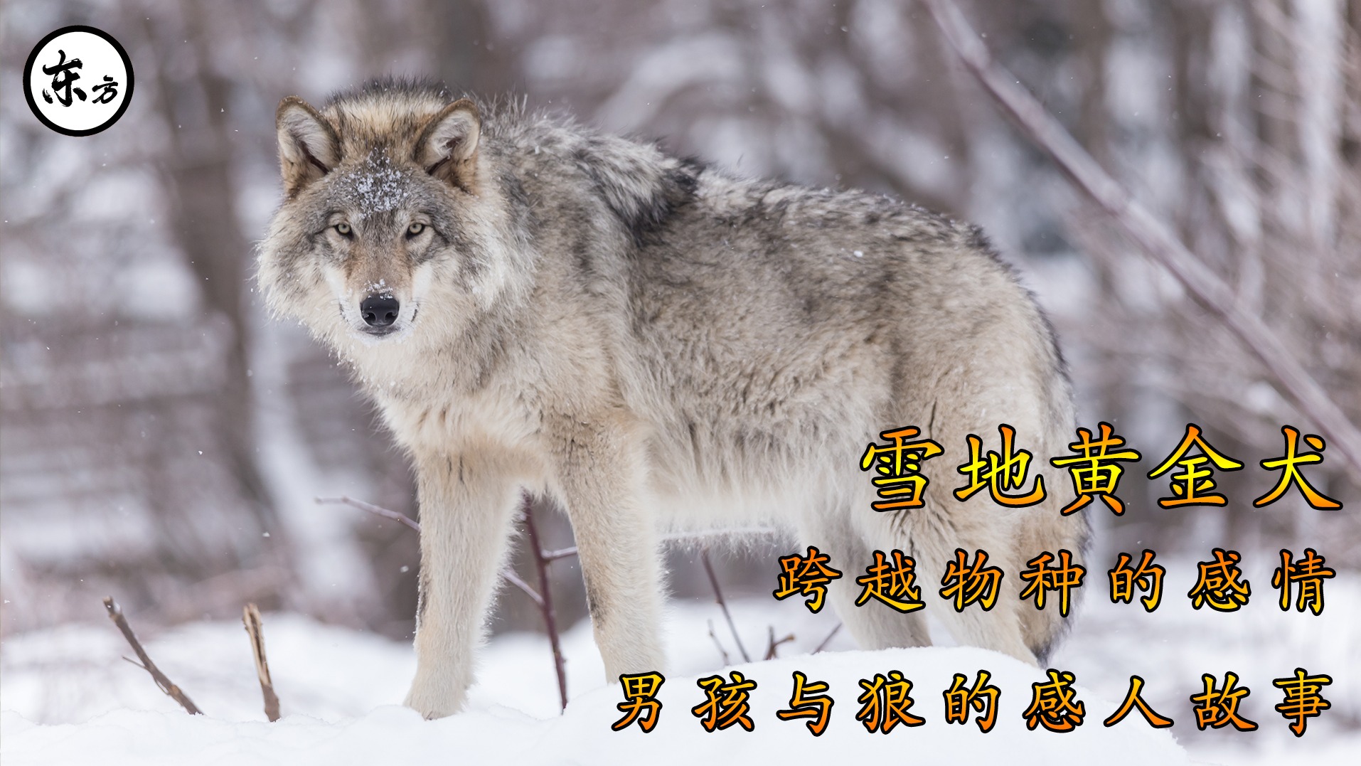 跨越种族的感情，男孩与狼的奇妙故事！