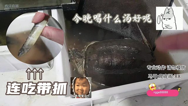 深井冰偷吃！被抓到开自助餐！【爬宠阁】
