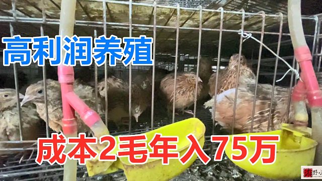 成年一只才三两，成本才2毛钱，养了50000只，一年出6批年入75万！