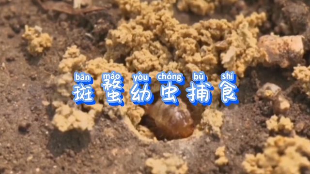 斑蝥幼虫的捕猎方式属于“守株待兔”型，不过效果还是很好的