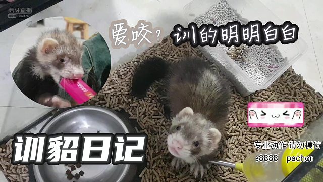 安格鲁貂就得训！【爬宠阁】