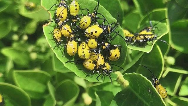 带大家来看看斑蝥
