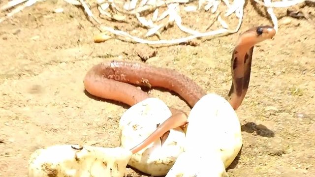 破蛋而出的小蛇到底怎么啦？？？