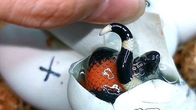 我把蛇蛋剥开了，打开那一刻快被萌化了