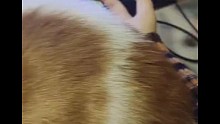 打游戏时跟小猫咪讲道理是没用的