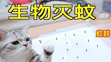 買了一箱蚊子回家，轉(zhuǎn)眼就被家里貓吃完了！這就是生物滅蚊？