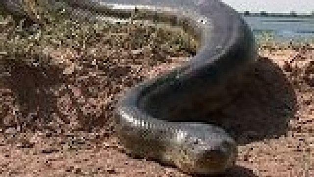 世界上已知最大的蟒蛇，横跨亚马逊河，真实拍摄