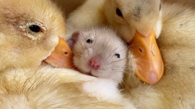 老鼠：我要叫鸭！一次叫俩！