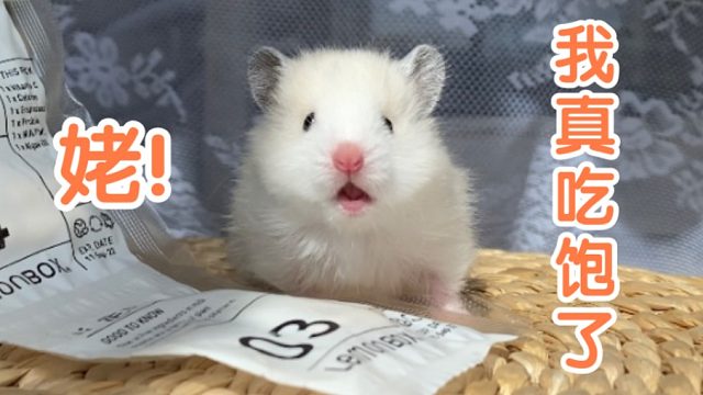 人类母亲是如何饲养老鼠的？！