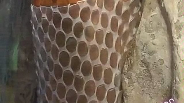 第一次看到蟒蛇脱皮