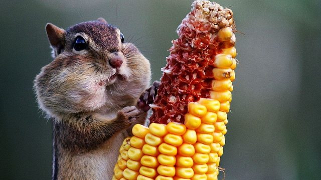 花栗鼠：小可爱大吃货，嘴巴堪比公交车。