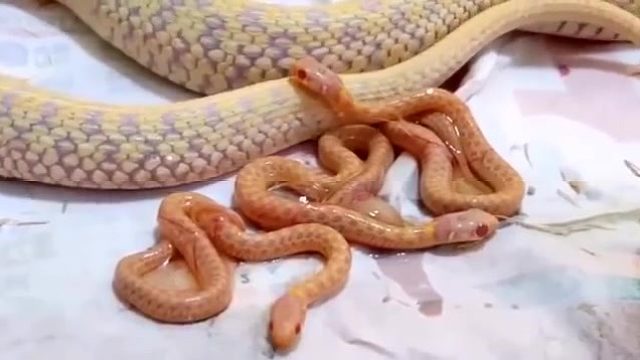 难得一见黄金蟒蛇产子过程
