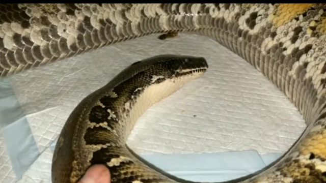 如何吵醒一条肥宅蟒蛇