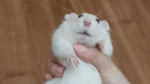 一只随叫随到的小鼠鼠～