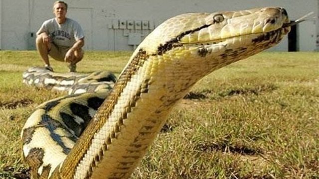 在亚马逊河发现巨型蟒蛇世界上最长的蛇