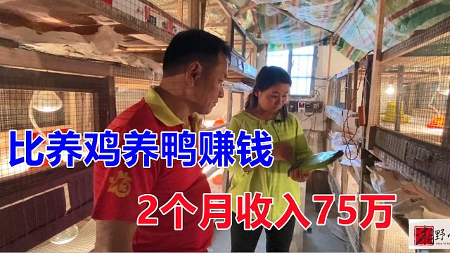 养鸡养鸭亏本，不如养这个，2个月收入75万，老板分享致富技术！