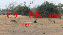 动物世界玩转S11：DK送FPX回家